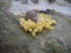 oeufs_pourpre.jpg (77376 octets)