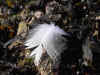 plume2.jpg (89410 octets)