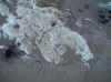 amonite.jpg (83092 octets)