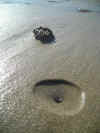 arenicole.jpg (79466 octets)