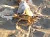 crabe.jpg (117988 octets)