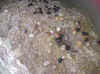 pourpres 07.11.22 a.jpg (92264 octets)